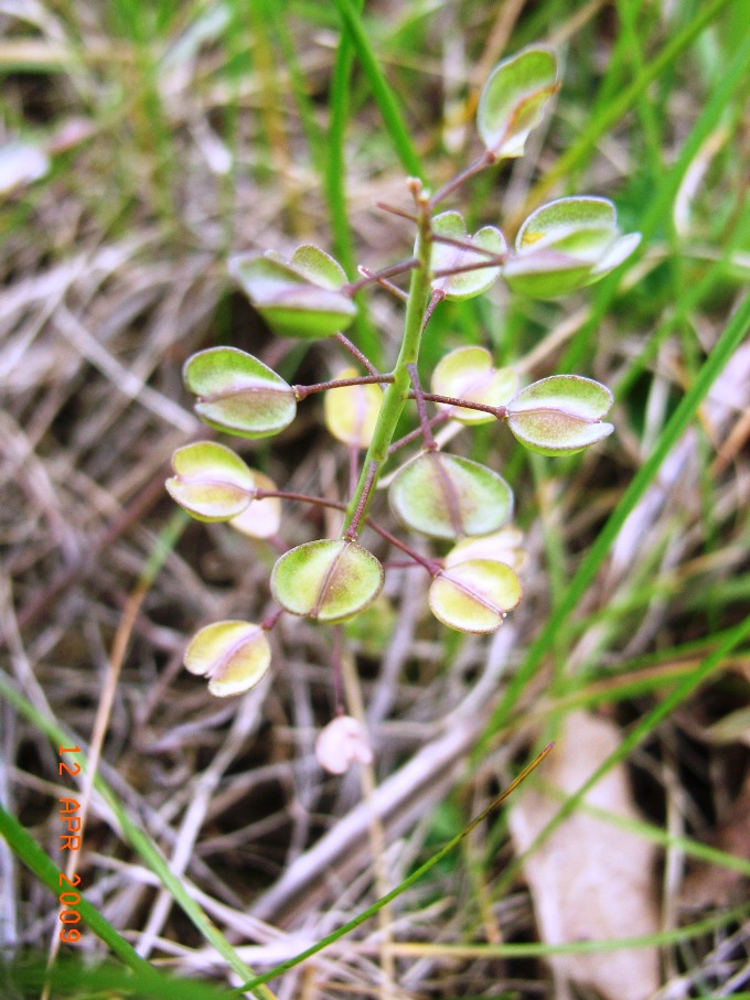 Thlaspi sp.